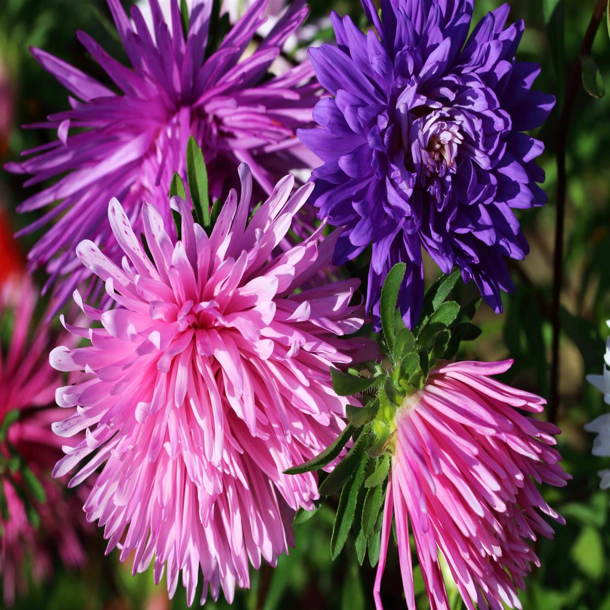 Kings Seeds Aster Ostrich Plume Mixed 250 Seeds