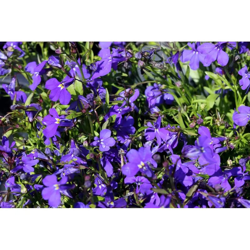 Kings Seeds Lobelia Crystal Palace 2500 Seeds