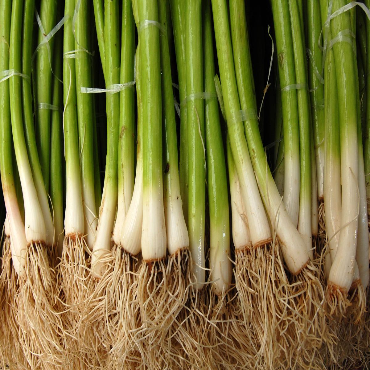 Kings Seeds Onion Spring Ishikura RHS AGM 300 Seeds