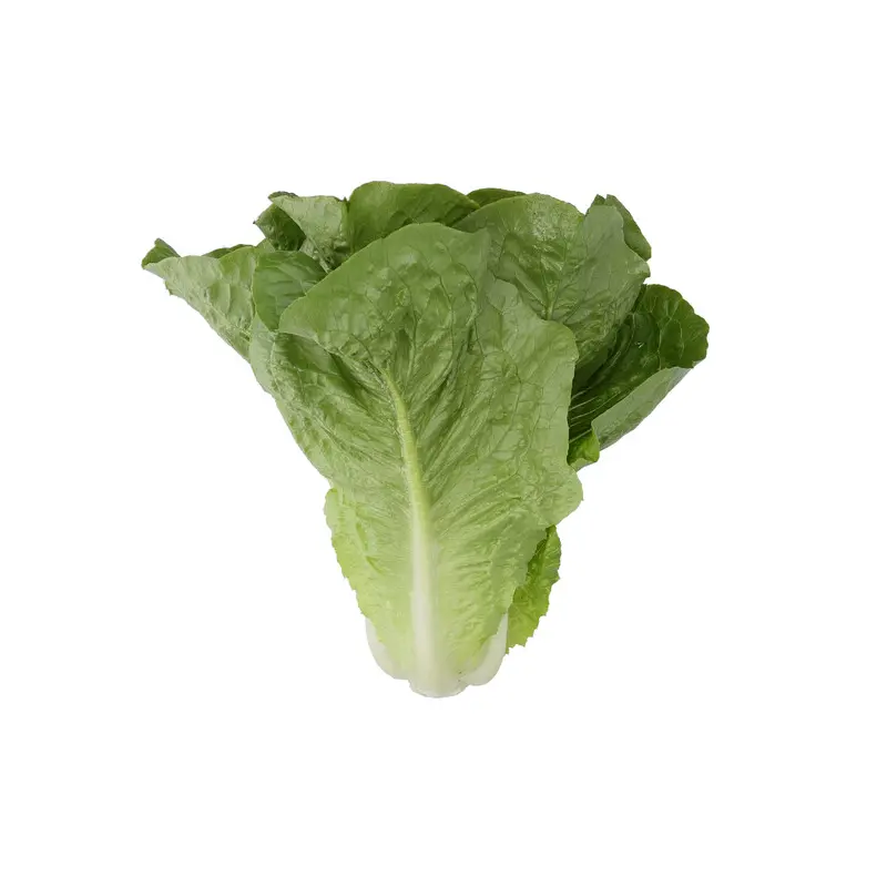 Lettuce Nicodemus RZ (41-CO7164) Knox Untreated Seeds
