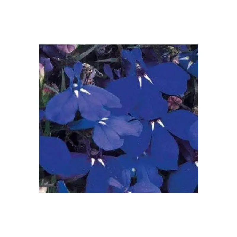 Lobelia Bedding Riviera Midnight Blue Seeds