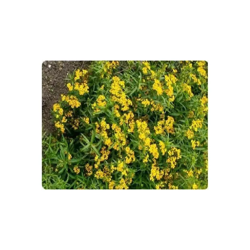Mexican Tarragon Mint Seeds