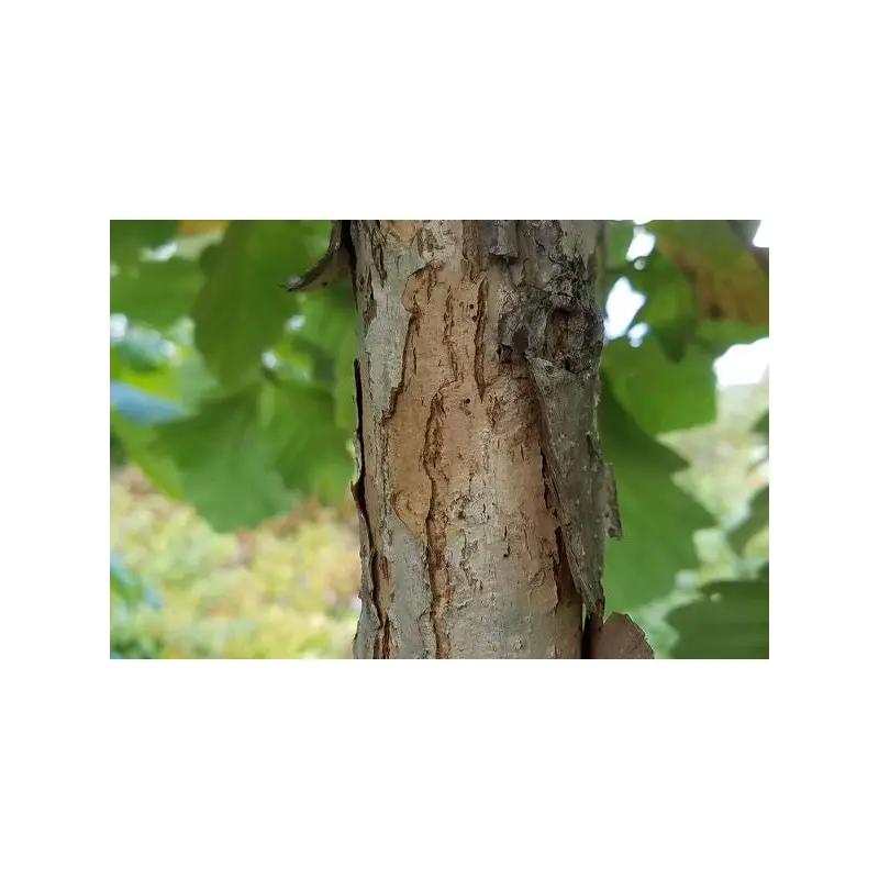 Quercus - Swamp White Oak | 10 Gallon