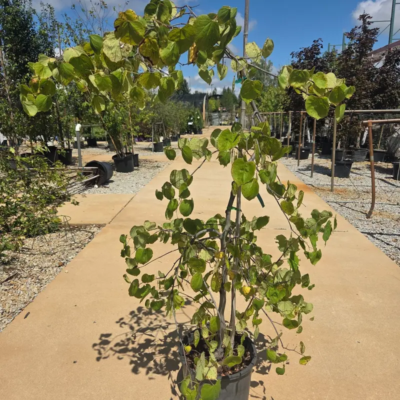 Redbud Forest Covey Tree, 7 Gal.