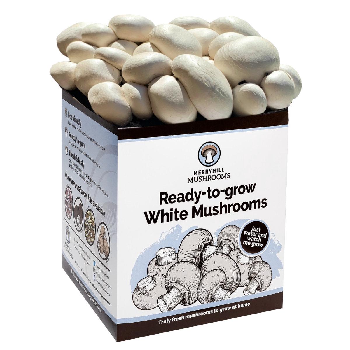 Reduced - White Mushroom Growing Kit by Merryhill