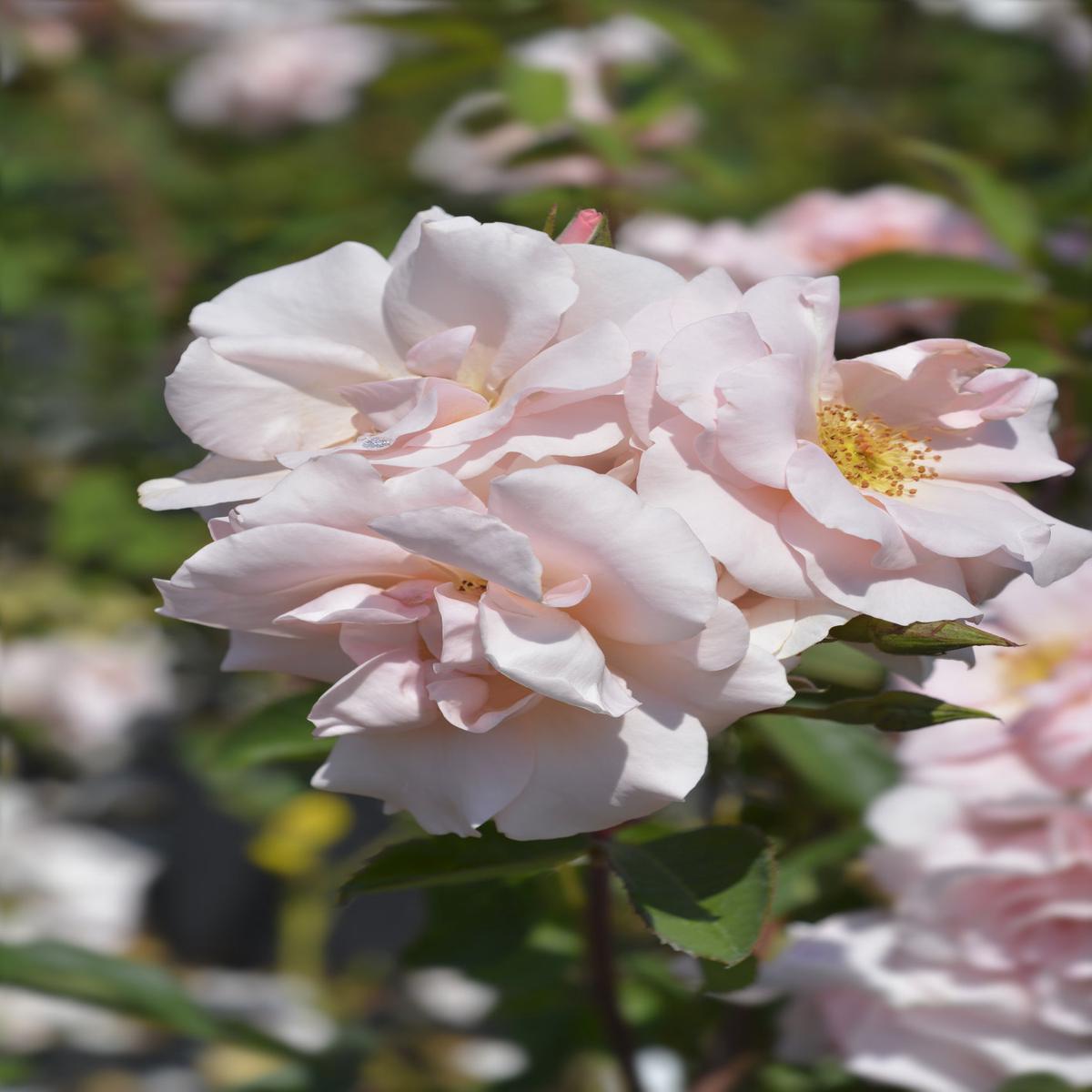 Rose polyantha Angel Rose Seeds