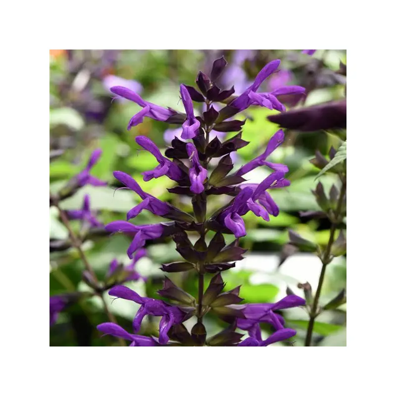 Salvia - Purple in Bloom - 5" Fancy