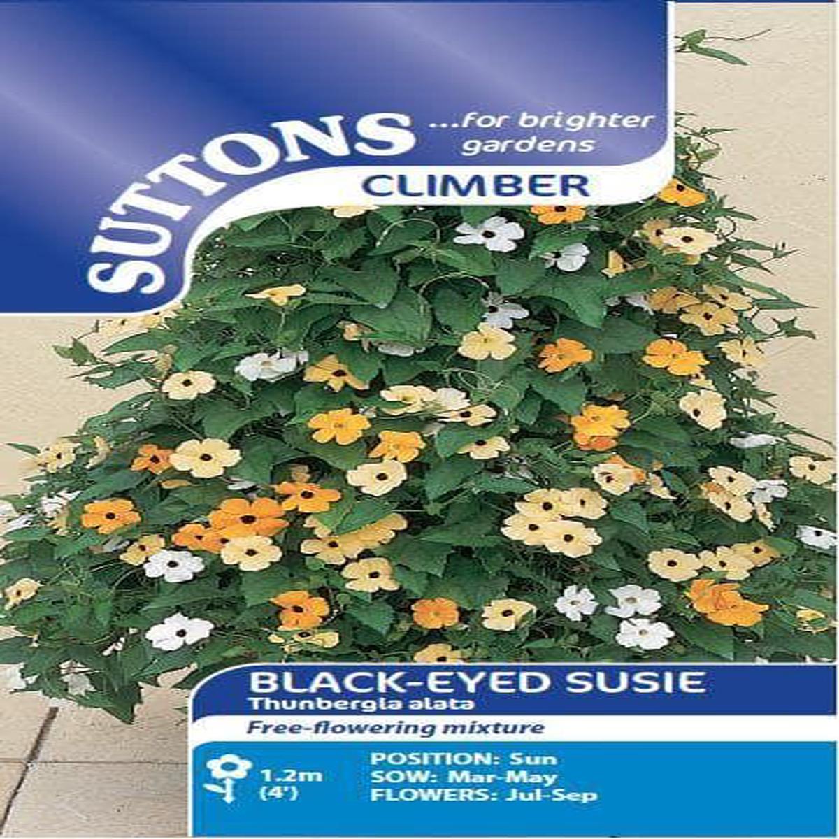 Sutton Seeds - Black-Eyed Susie Seeds