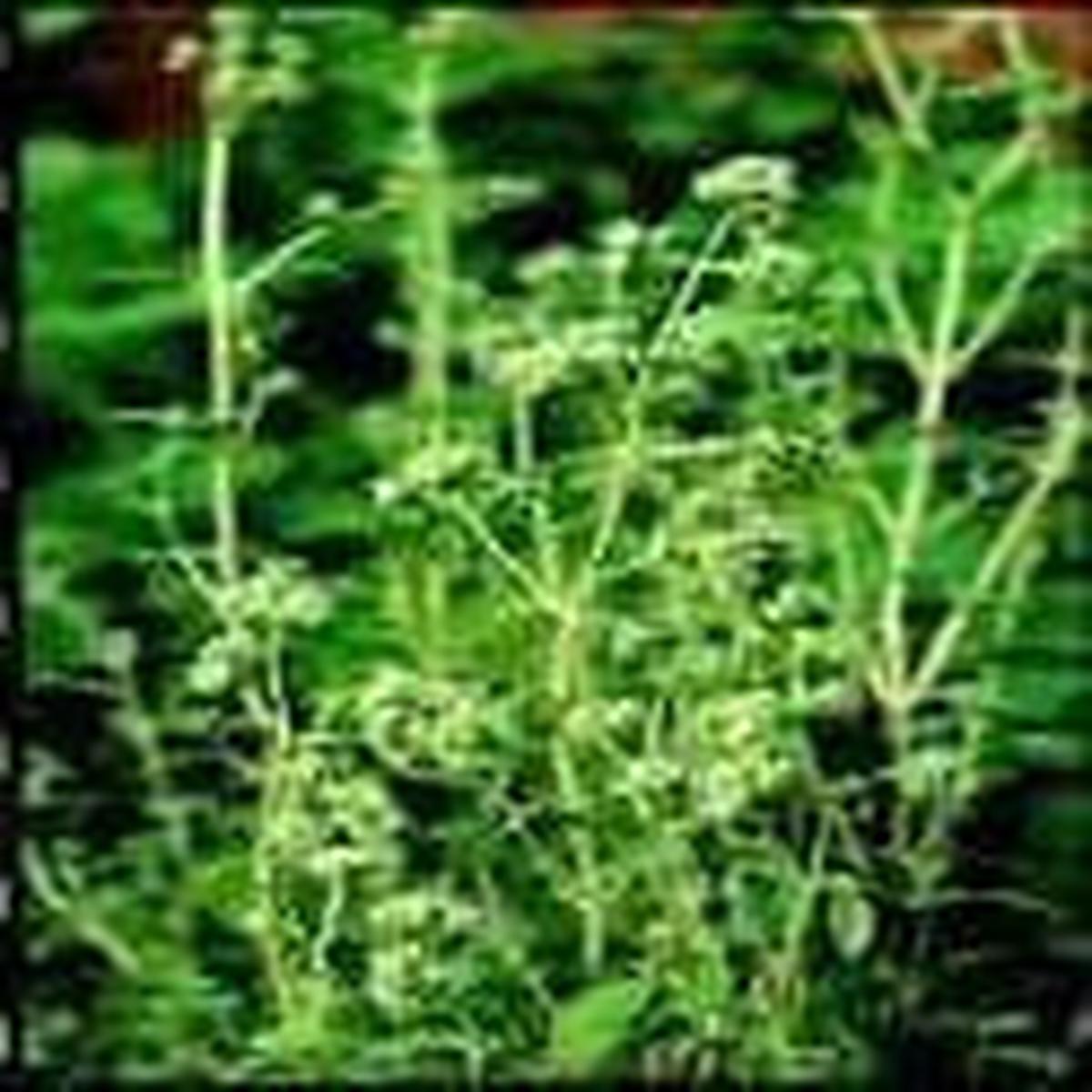 Sweet Marjoram Seeds