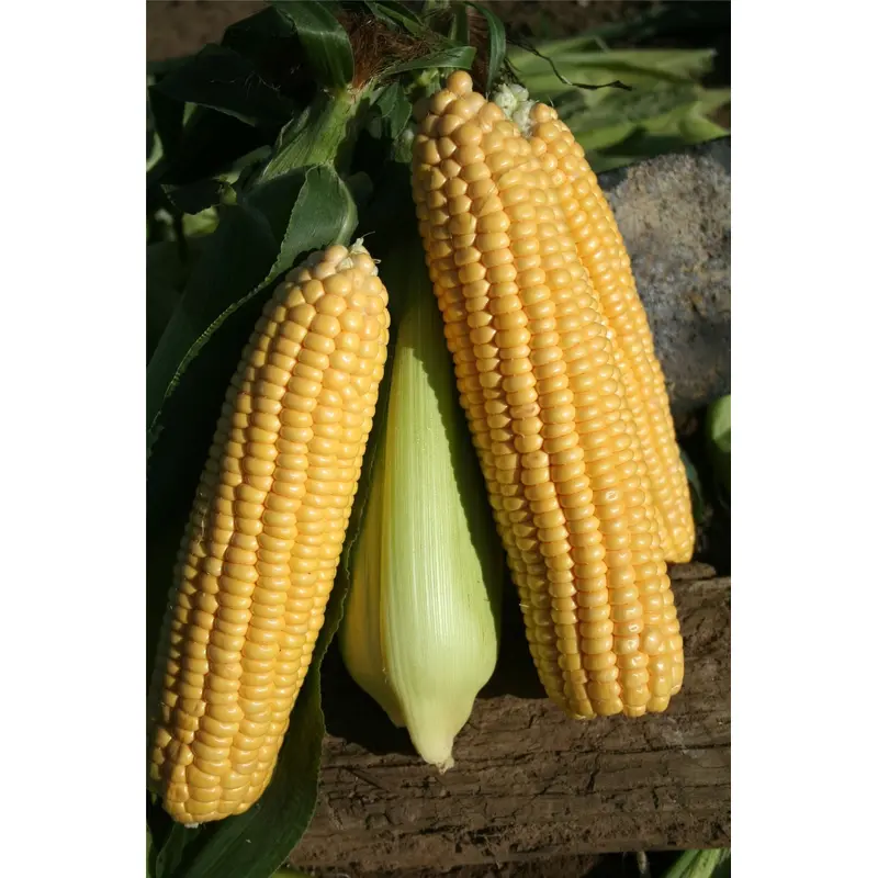 Sweetcorn Ovation F1 Hybrid Seeds