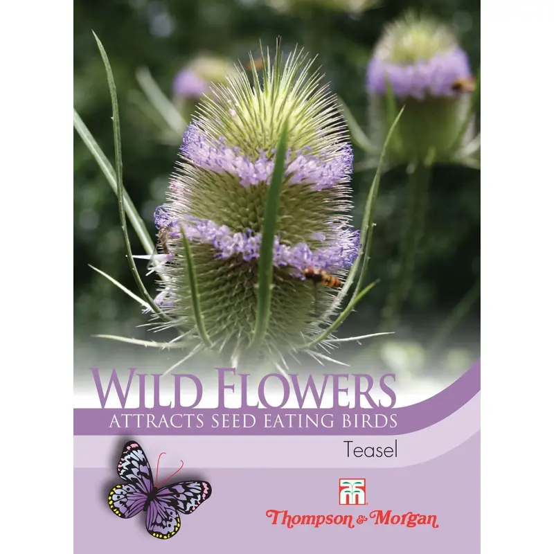 Thompson & Morgan Wild Flower Teasel 100 Seed