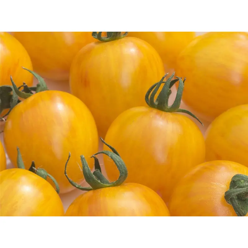 Tomato Artisan Golden Bumble Bee Seeds