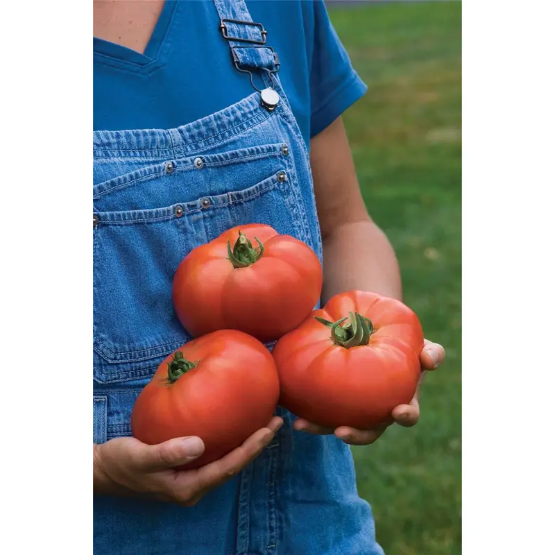 Tomato Porterhouse Seeds