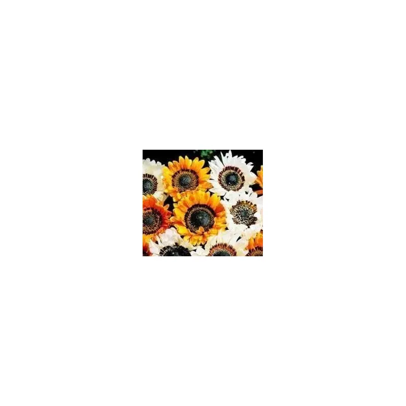 Venidium Zulu Warrior Seeds
