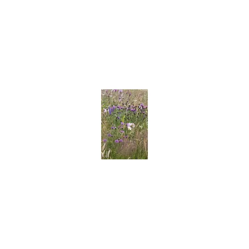 Wild Flower Meadow Mixture Bees and Butterflies Seeds