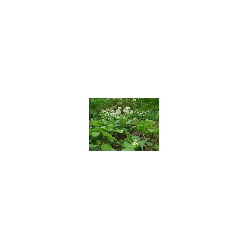 Wild Flower Meadow Mixture Woodlands Seeds