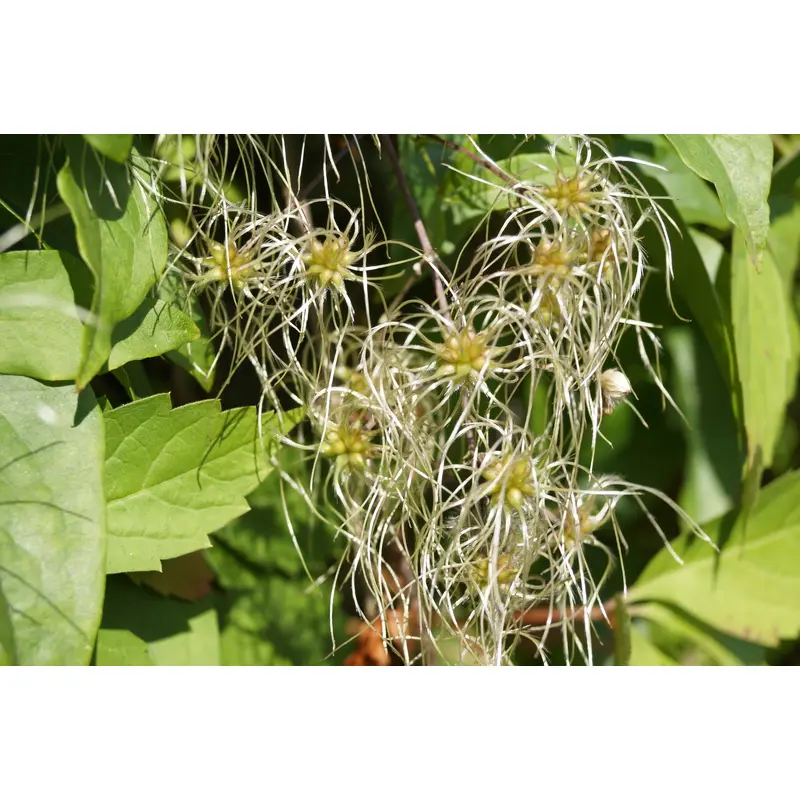 Wild Flower Old Man's Beard Clematis vitalba Seeds