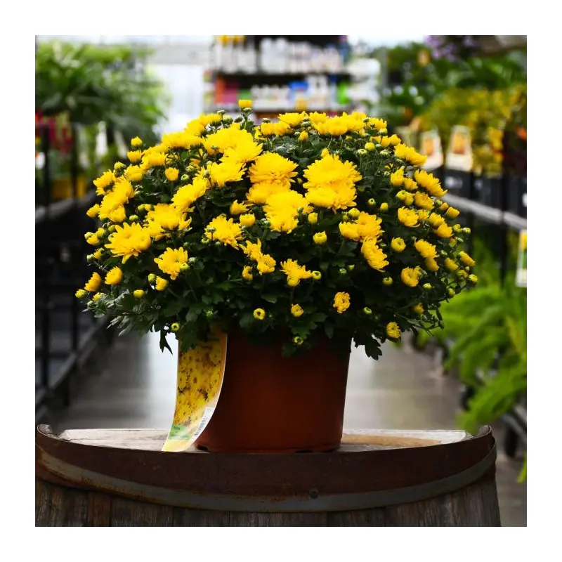 9" Mum - Yellow "Elena Gold"