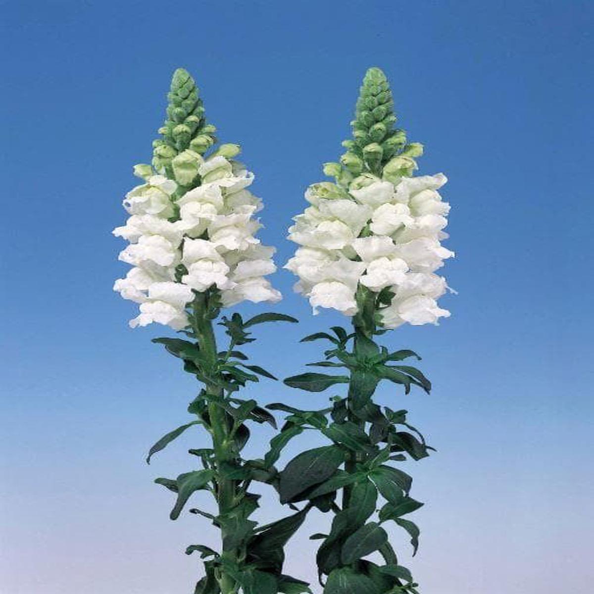 Antirrhinum Admiral White F1 Hybrid Seeds