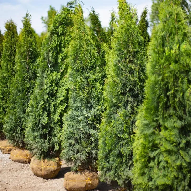 Arborvitae, Emerald Green, B&B 6-7 Ft.
