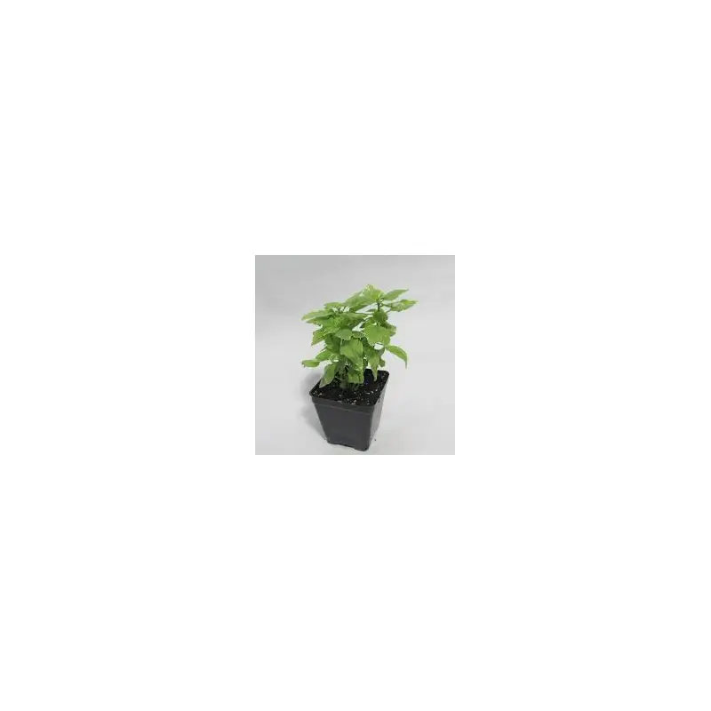 Basil Perpetuo Pesto - 4" Herbs - Chef Jeff's