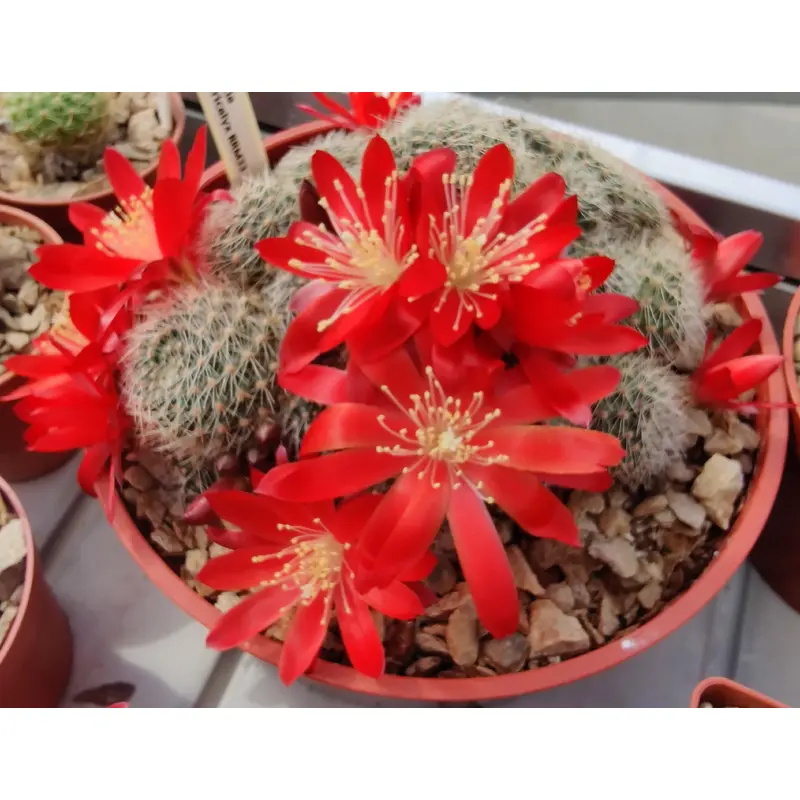 Cactus - Aylostera patericalyx Seeds