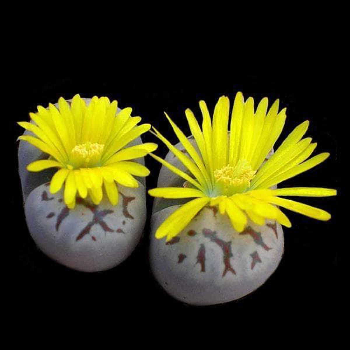 Cactus Living Stone Lithops dorotheae Seeds