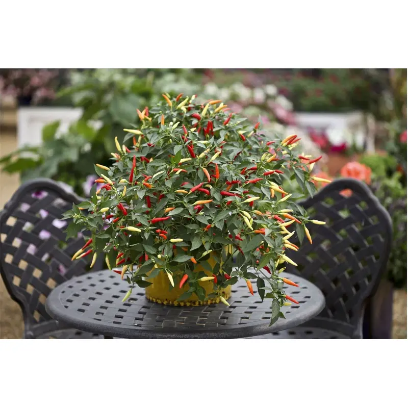 Chilli Pepper Basket of Fire F1 Hybrid Seeds