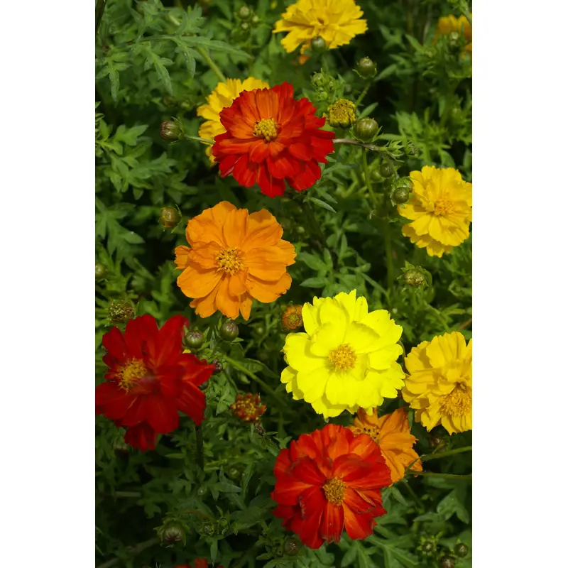Cosmos Carpet Formula Seeds