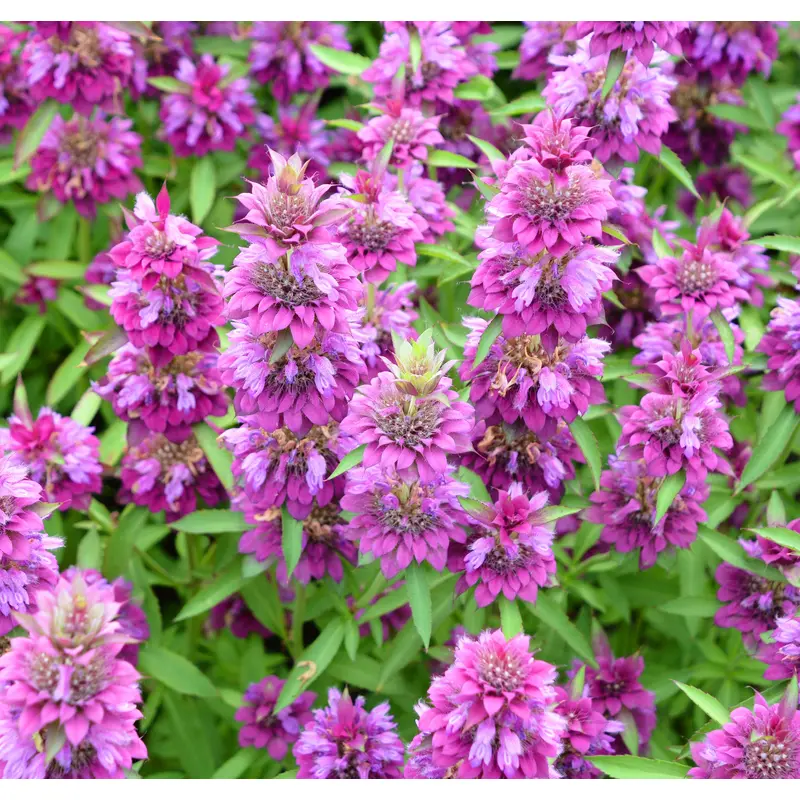 Herb Bergamot Lemon Seeds