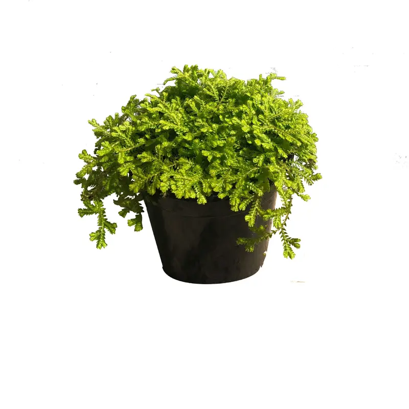 Irish Moss, Live Houseplant 4 in. Pot