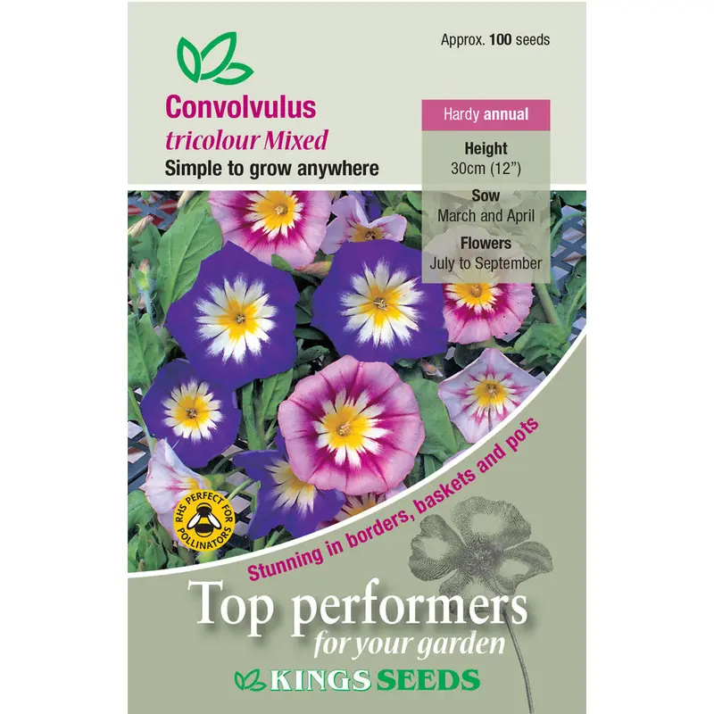 Kings Seeds Flower Convolvulus Tricolour 100 Seeds