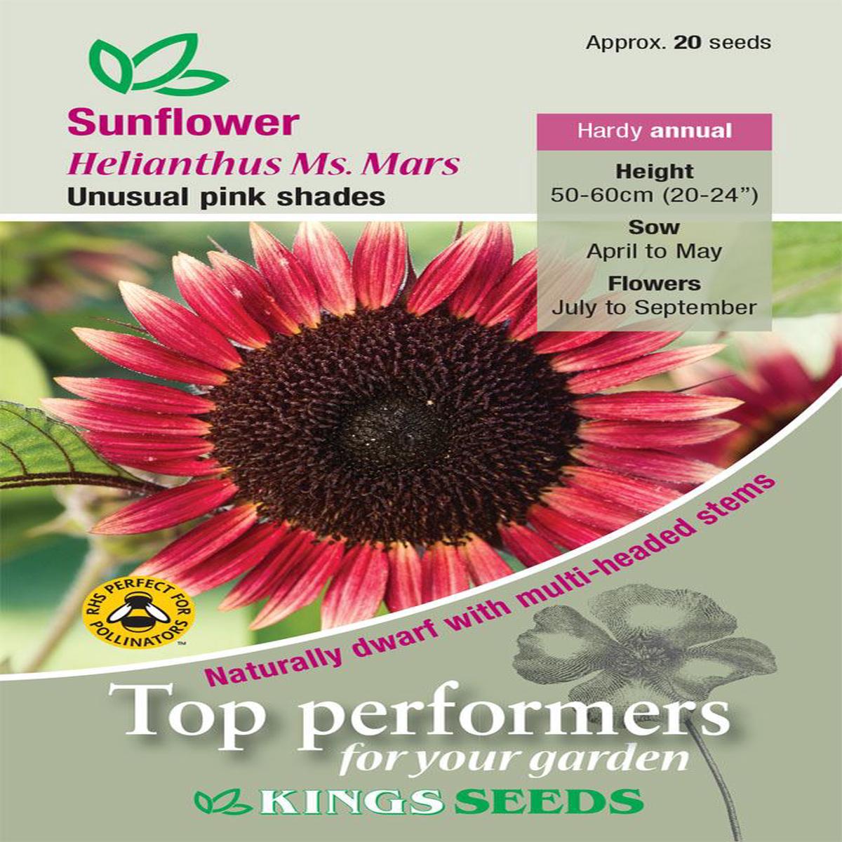 Kings Seeds Sunflower Ms Mars Seeds