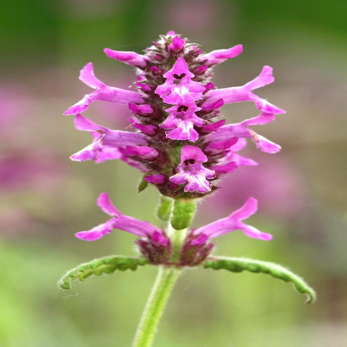 Kings Seeds Wild Flowers Betony 200 Seeds