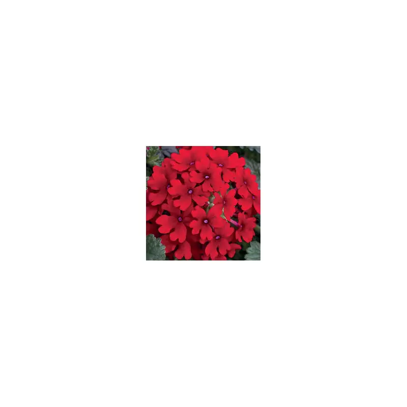Lanai Red- 4.5" Fancy