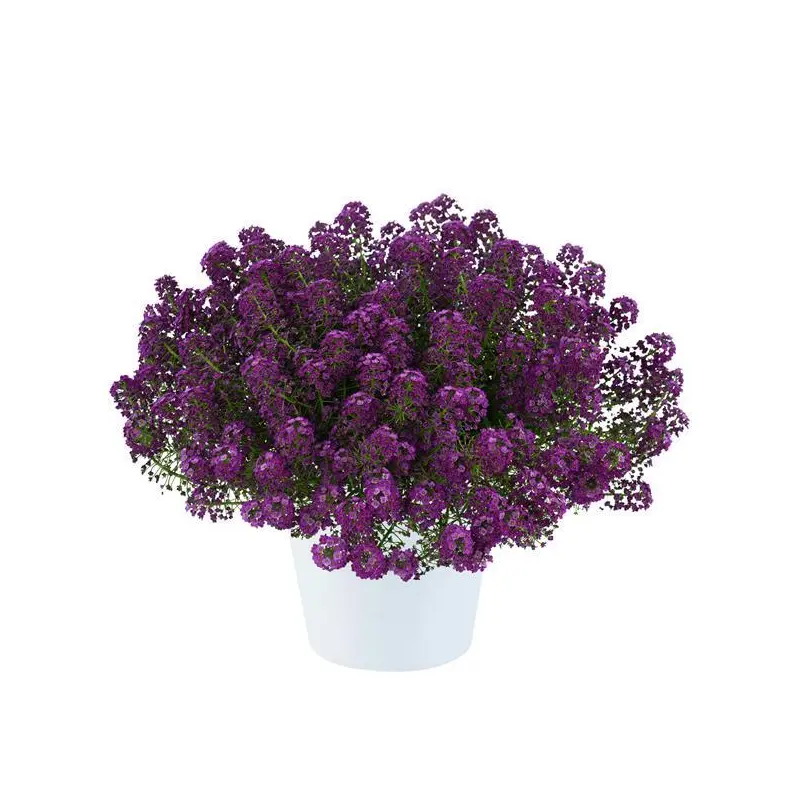 Lobularia - Purple Stream- 5" Fancy