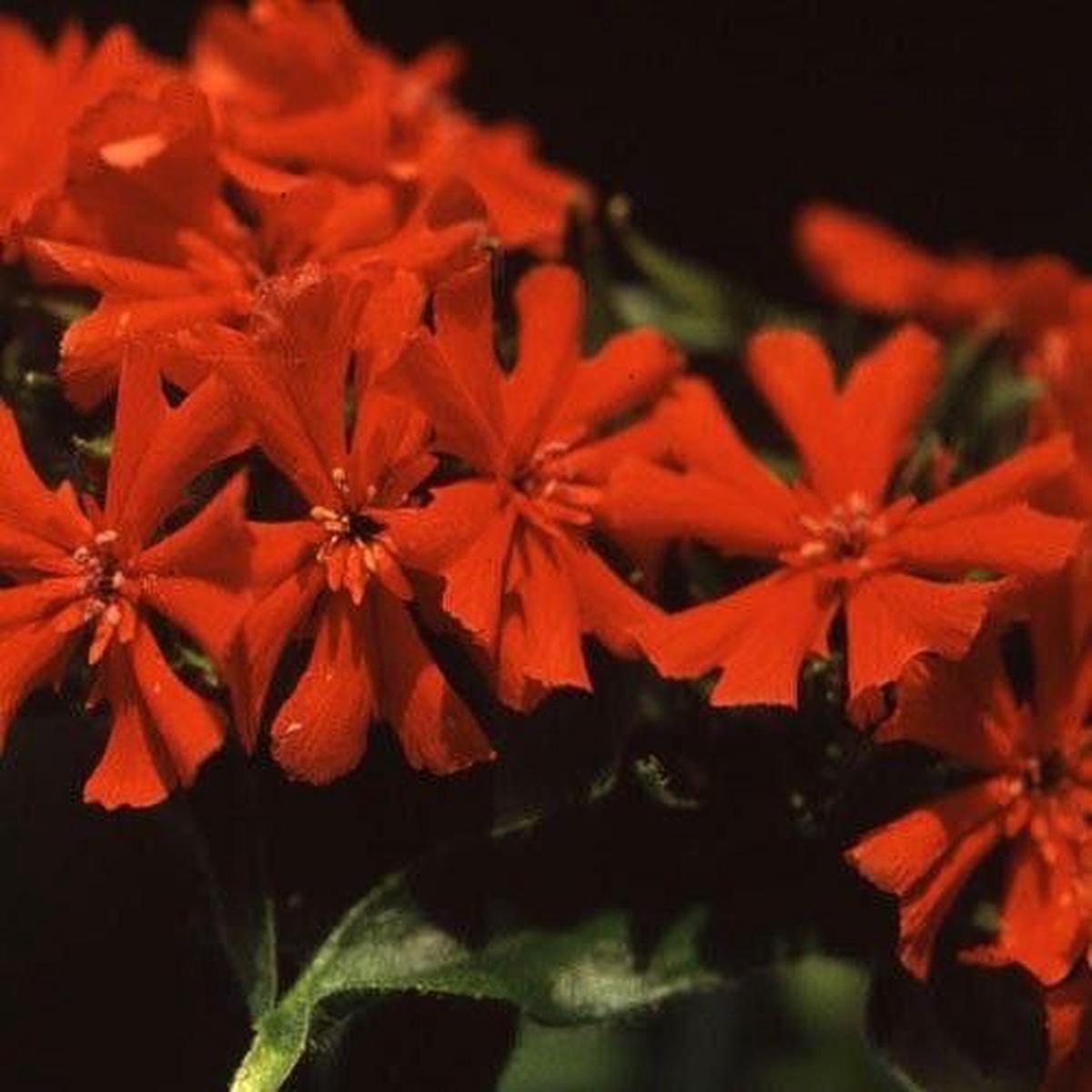 Lychnis chalcedonica Seeds