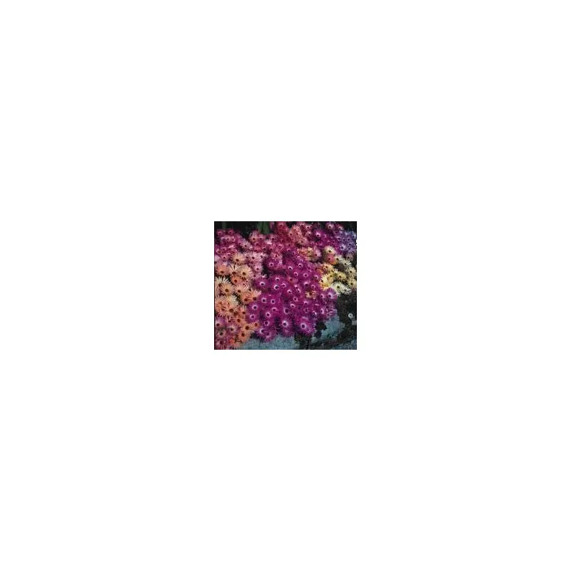 Mesembryanthemum Magic Carpet Mixed Seeds