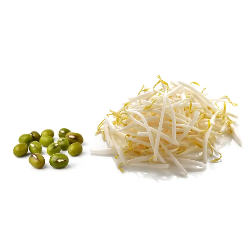 Mung Bean Seeds - Sprouting