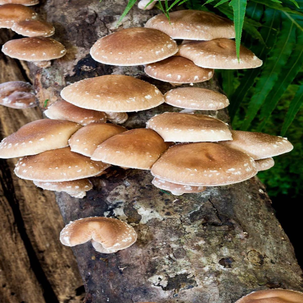 Mushroom Shiitake Mushroom Log Growing Kit