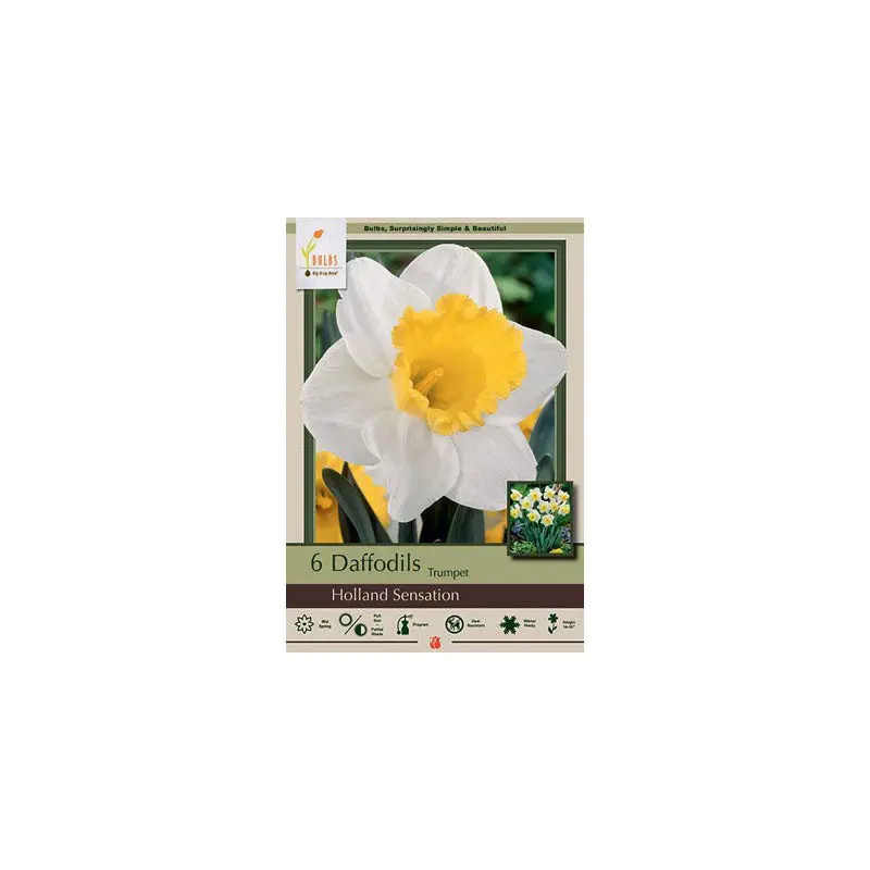 Netherland Bulb Co. Narcissus, Holland Sensation Bulbs, 4 ct