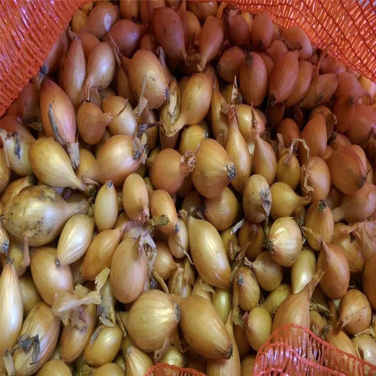 Onion Sets Hercules F1 Mid-Season Storage Onion
