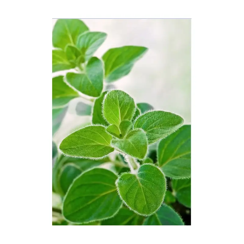 Oregano Greek Seeds