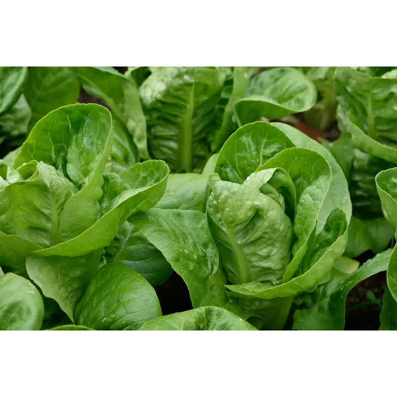 Organic Lettuce Maureen Seeds