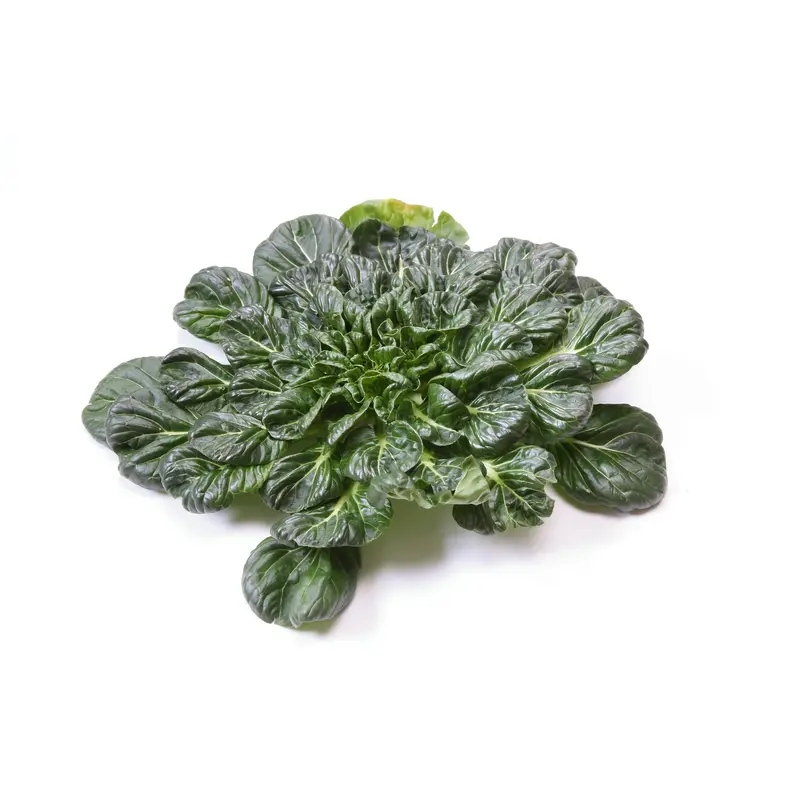 Organic Pak Choi Tatsoi Rosette Seeds