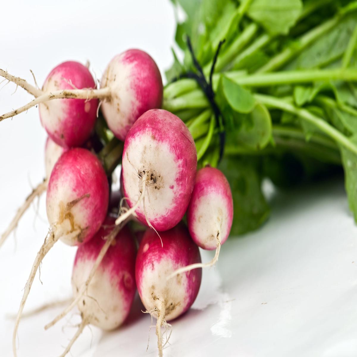 Organic Radish Sparkler Seeds