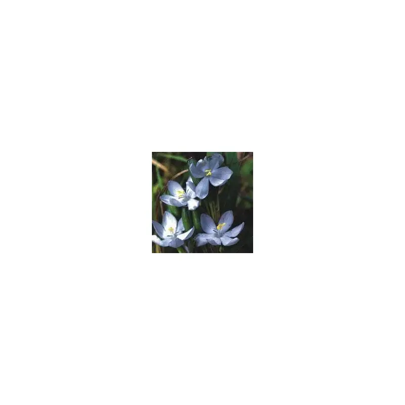 Orthrosanthus laxus Seeds