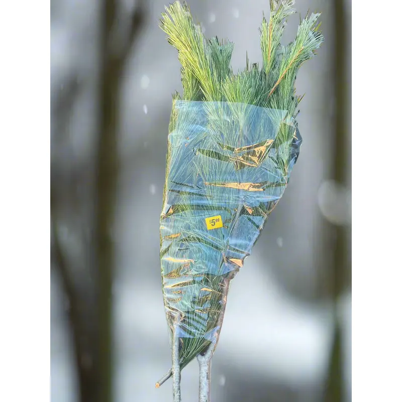Princess Pine Bundle