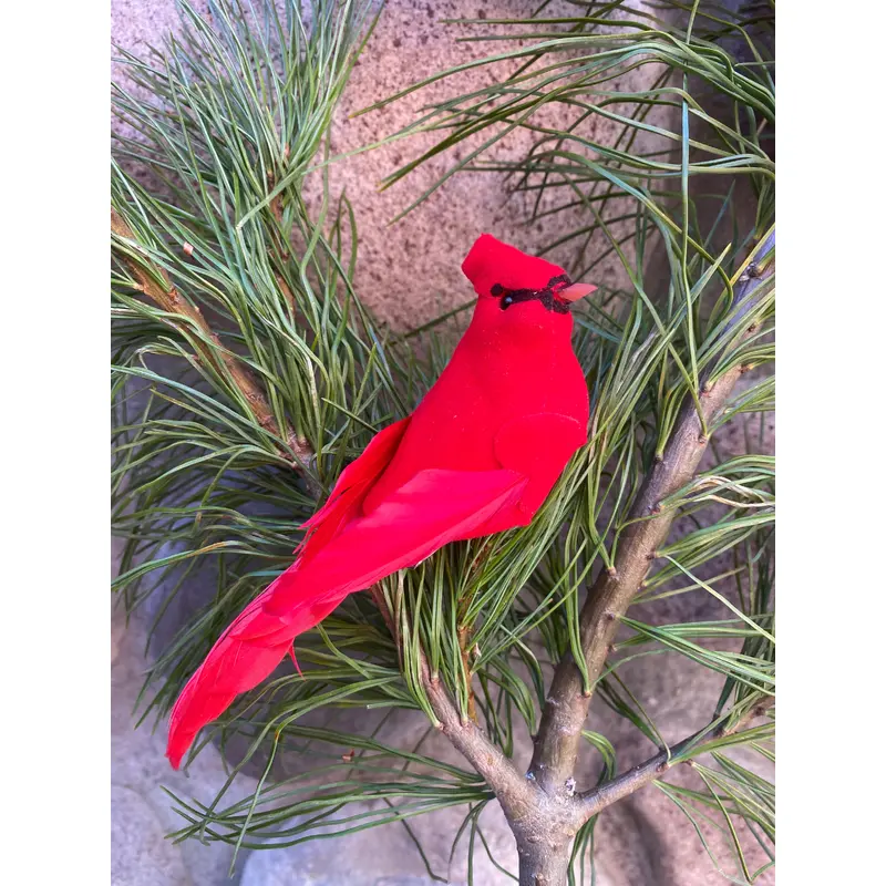 Red Cardinal