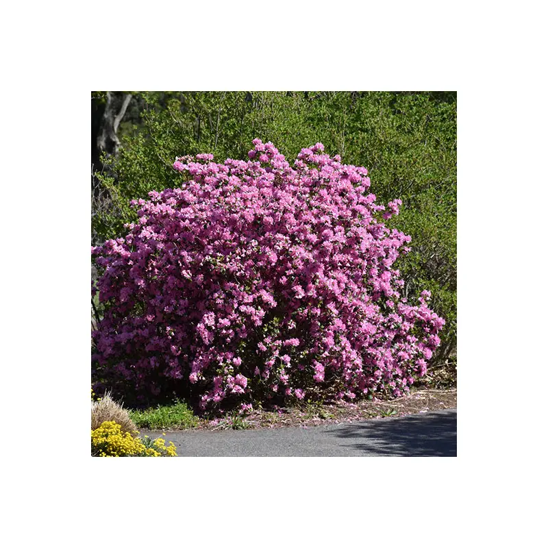 Rhododendron, P.M.J. Elite Flowering Shrub, 3 Gallon Container